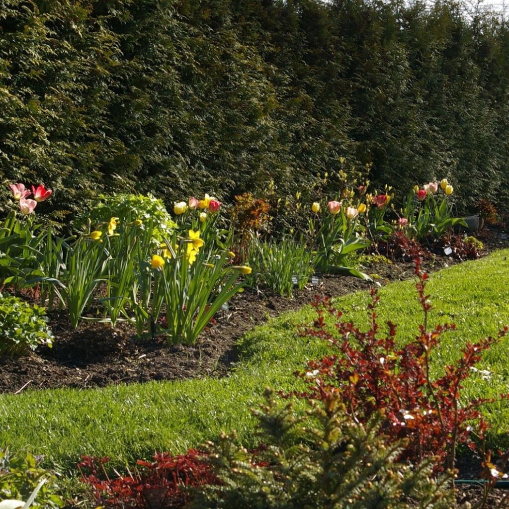 peenar tulbid 6.jpg compressed peenar tulbid 6.jpg compressed